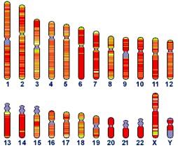 Nomenklatur der STR-Marker D 16 S 539 DNA Chromosom 16