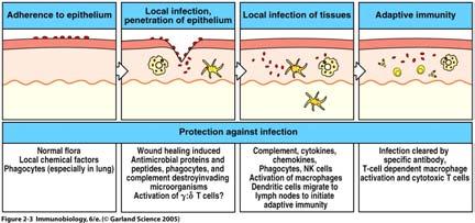Eine Infektion und die darauf ausgelöste Immunantwort kann in mehrere Stadien eingeteilt werden 34 Die wesentlichen Funktionen der Entzündung sind Rekrutierung zusätzlicher Effektorzellen (und damit