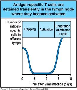 Retention von T-Zellen im Lymphknoten im Zuge Figure der Aktivierung 10-8