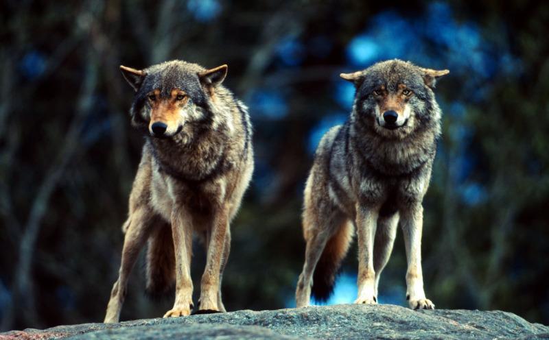 Factsheet (Canis lupus) (Canis lupus) / Chris Martin Bahr / WWF-Canon Ordnung