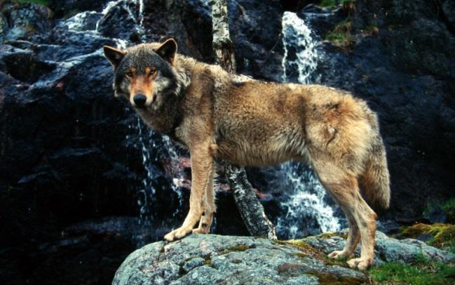 Wölfe vor allem in Europa und den Vereinigten Staaten aufgrund rücksichtsloser Verfolgung dramatisch geschrumpft.