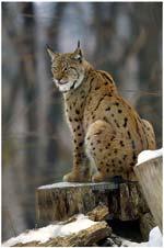 Eurasischer Luchs Eurasischer Luchs Eurasischer Luchs (Lynx lynx) Systematik Ordnung: Raubtiere (Carnivora) Überfamilie: Katzenartige (Feloidea) Familie: Katzen (Felidae) Unterfamilie: Kleinkatzen