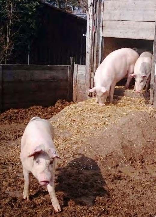 Die Mastschweine leben in einem Offenstall, innen auf Stroh und haben einen befestigten Auslauf.
