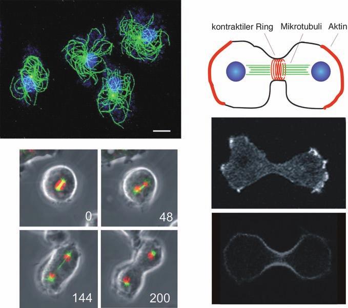 420 WISSENSCHAFT SPECIAL: ZELLBIOLOGIE A B Abb. 2: Interphase und Zellteilung bei Dictyostelium-Zellen.