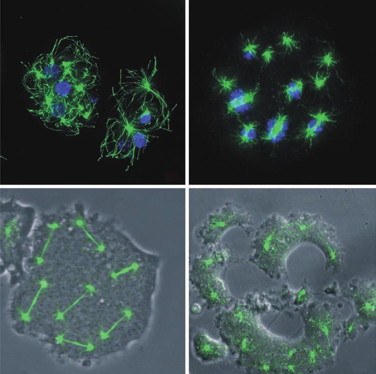 Zu erkennen ist, dass die überzähligen Centrosomen, wenn sie nicht Kernassoziiert sind, nicht mit der Chromosomensegregation interferieren.