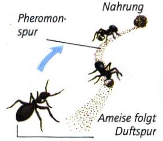 Spurpheromone Tierwelt: Ameisen senden Pheromone aus, wenn sie auf Nahrungssuche gehen.