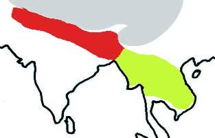Der Schwarzkopfedelsittich Psittacula himalayana Vorkommen: Der Schwarzkopfedelsittich ist von E-Afghanistan und Kaschmir über Yünnan bis nach Indochina verbreitet.