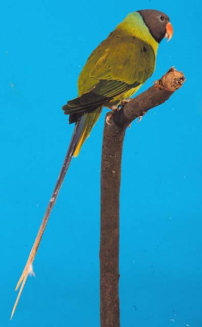Punkte abziehen. Mutanten: Seit einigen Jahren werden regelmäßig lutinofarbene Vögel angeboten, die allerdings noch nicht auf Bewertungsschauen zu sehen waren.