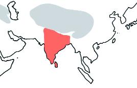 Der Pflaumenkopfsittich Psittacula cyanocephala Vorkommen: Der Pflaumenkopfsittich bewohnt die offenen bewaldeten Trocken- und Feuchtsavannen bis in Höhen von 1500 m über NN von Indien bis Pakistan,