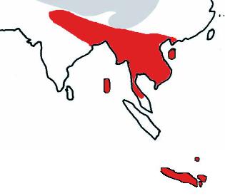 Der Rosenbrustbartsittich Psittacula alexandri Vorkommen: Der Rosenbrustbartsittich bewohnt die Himalayaregionen bis S-China und Indochina, die Andamanen, Java, Bali, Kangean, sowie die Inseln