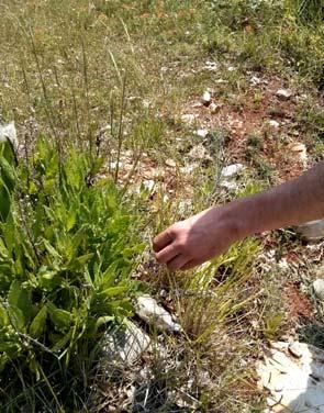 Meerfenchel, am wilden Mangold, am Queller, Salzalant uva.