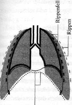 Methode das Zwerchfell gesenkt und die Lungenbasis weit gedehnt ist. In der Mitte senkt sich das Zwerchfell aber kaum, denn dort befindet sich das Herz, und die Luft bis dort hinabgedrückt wird.