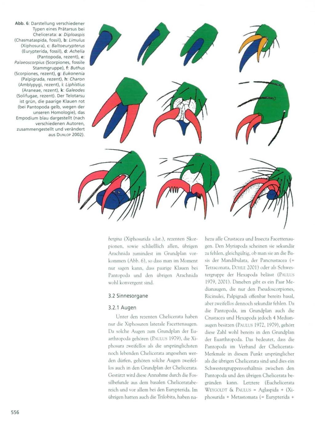 Abb. 6: Darstellung verschiedener Typen eines Prätarsus bei Chelicerata: a: Diploaspis (Chasmataspida, fossil), b: Limulus (Xiphosura), c: Baltoeurypterus (Eurypterida, fossil), d: Achelia