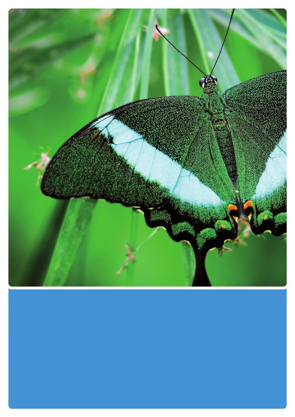 bemalter Schmetterling wohl ab 2010 Filigran gestalteter Zierknopf