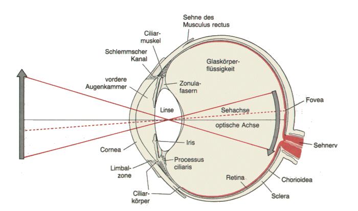 Das Auge Das menschliche Auge Unser Auge funktioniert ähnlich wie eine Kamera.