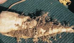 Schadnematoden im Rübenbau von regional er Bedeutung Wurzelgallennematoden Wurzelgallennematoden Schäden Wurzelgallennematoden können je nach Zeitpunkt und Intensität des Befalls Ertragseinbußen in