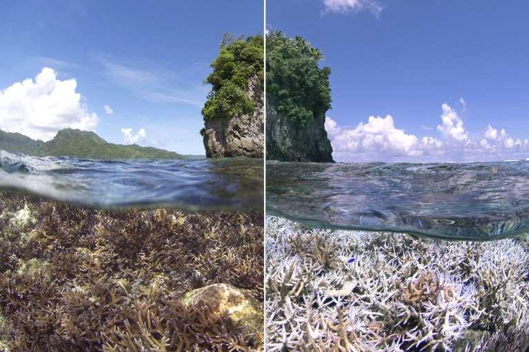 El Niño - Ereignisse können in manchen tropischen Meeresgebieten zum Ausbleichen von Korallen führen Images from December