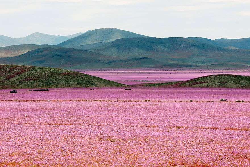 Die Wüste, ein Blütenmeer
