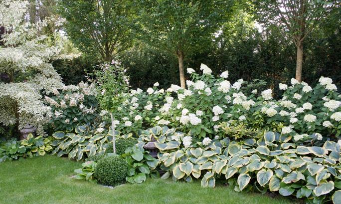 An dem alten Rosenbogen rankt im Sommer die weiße Clematis Madame Le Coultre mit ihren besonders großen Blüten empor und ergänzt den Sichtschutz zum Nachbarn.