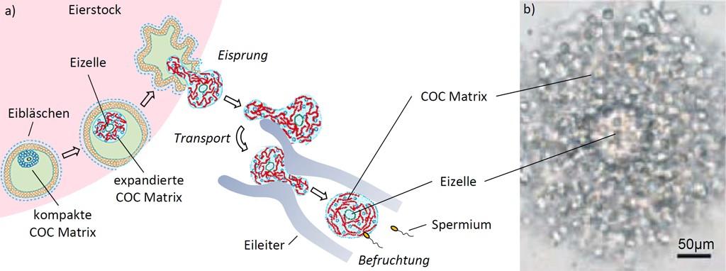 Jahrbuch der MPG (2010/2011) Richter, Ralf Die süße Hülle lebender Zellen von der supramolekularen... Jahrbuch 2010/2011 Die geheimnisvolle Hülle lebender Zellen Abb.