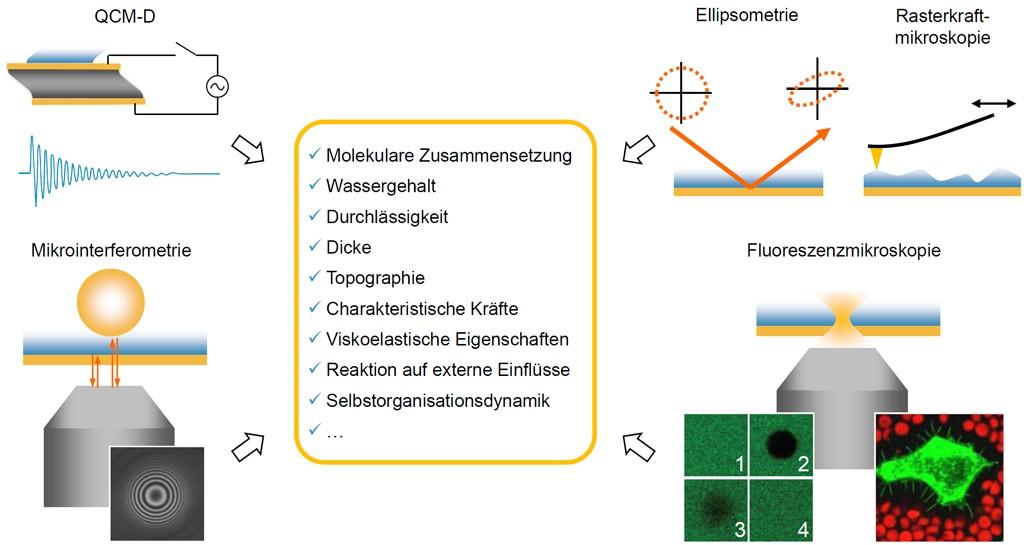 Jahrbuch der MPG (2010/2011) Richter, Ralf Die süße Hülle lebender Zellen von der supramolekularen.