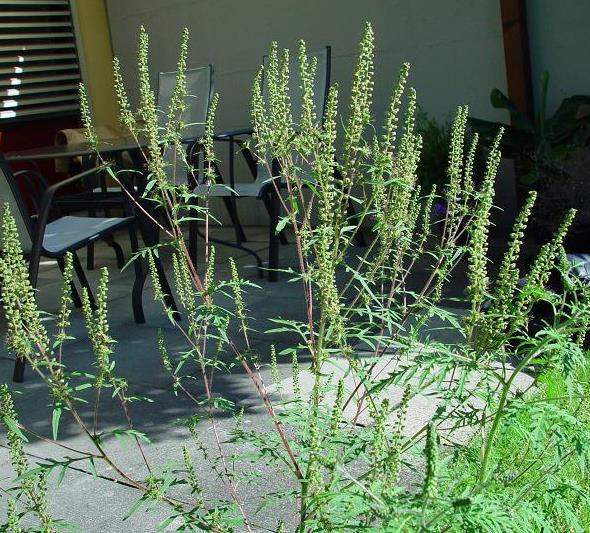 3. Aufrechte Ambrosie oder Traubenkraut (Ambrosia artemisiifolia)* Einjähriges Kraut, bis 1.