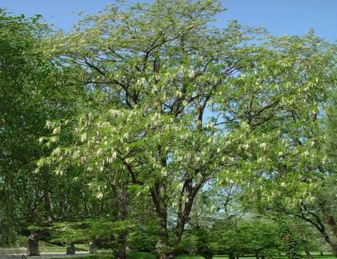 Bis 30 m hoher, schnellwachsender Baum mit ca. 1 cm langen Dornen an der Blattbasis und weissen Blüten.