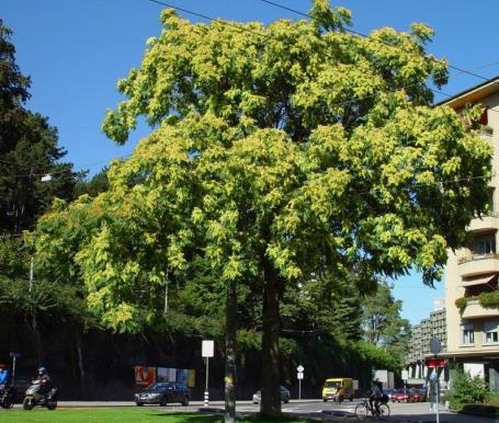 Achtung: Rinde, Samen und Blätter sind giftig! 7. Götterbaum (Ailanthus altissima (Mill.