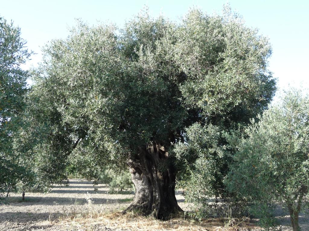 Güteklassen von Olivenöl