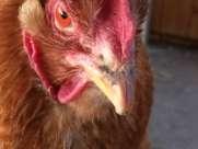 Oberflächenbeschaffenheit und Härte des Futters wahr Das Huhn pickt die Nahrung auf und schluckt sie unzerkaut runter, denn Hühner besitzen keine