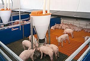 Schweinehaltung in den 1960 iger Jahren Q u e l l e: Bäuerinnen