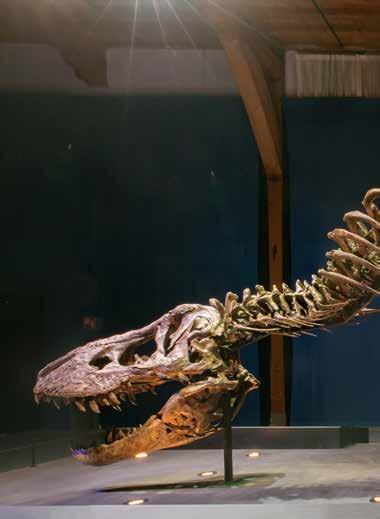 Das Original Skelett Von 23. Juni bis 16. Oktober 2017 Große Dinosaurier-Ausstellung bis 7.