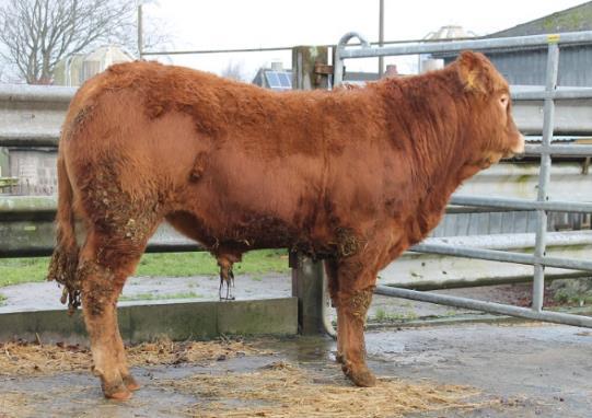 Hervorrangdes Pedigree! Manfred Pp ist der Sohn von Sontra, einer großen und schweren Kuh im Zuchtbetrieb Thomas Henningsen, gepaart mit Manitu PP*.