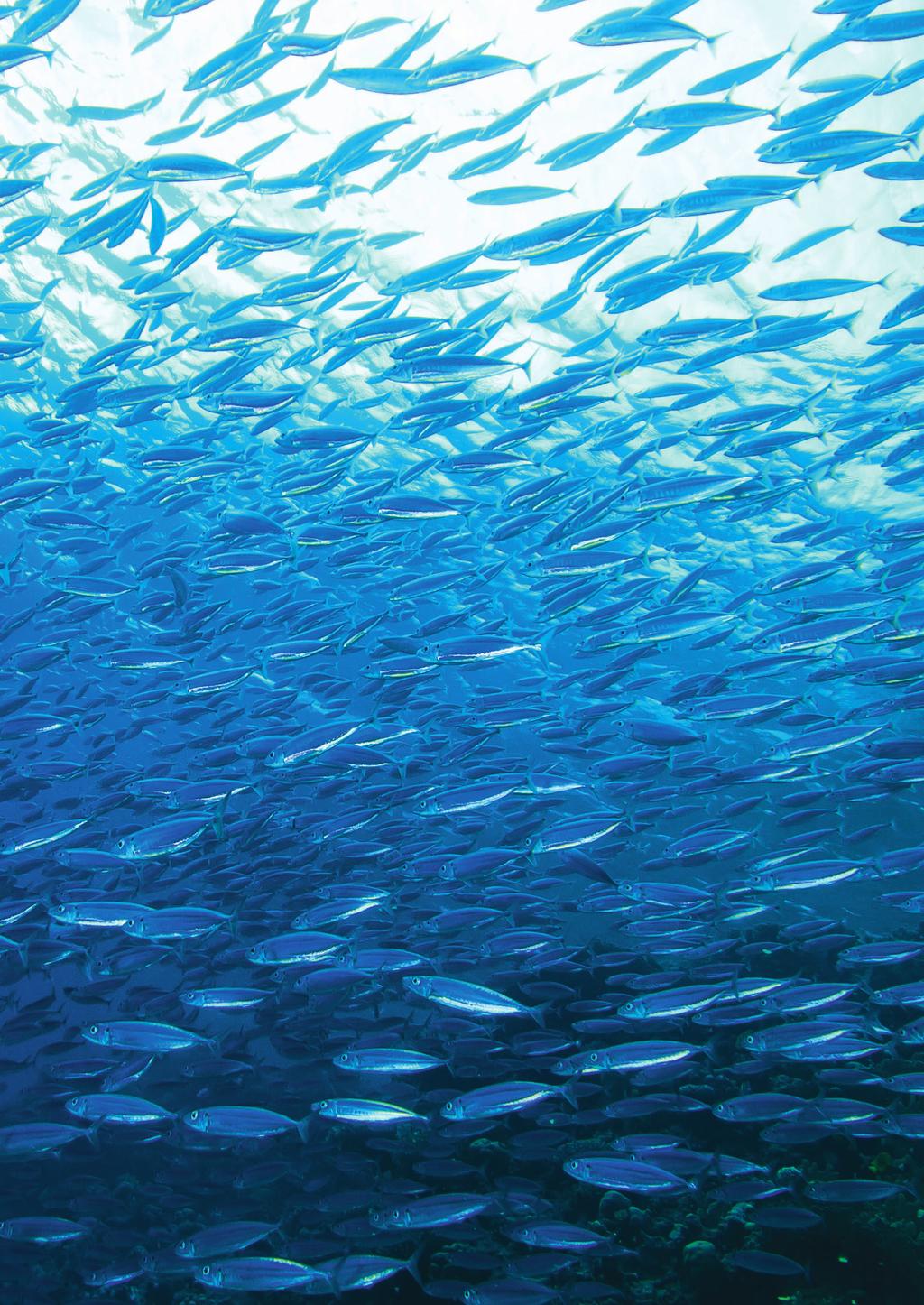 Fisch-Einkaufspolitik Stand: Dezember