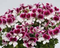 16 Pelargonium grandiflorum Pelargonium regals Candy Flowers Interspezifische Edelpelargonien