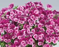 Interspecific Regal Pelargoniums for balcony and terrace.