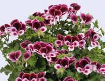 flowers, dark green foliage, upright medium growth vigour Torento Cola-Duft Mittelgroße hell rosaviolette Blüten mit Streifen,