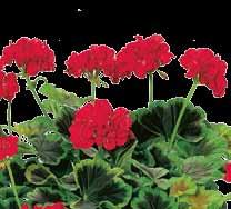 redbrown-green Blütenfarbe: orange-rot Colour: scarlet Blüte: gefüllt
