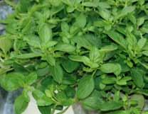 Topfkräuter Herbs 23 Sortenübersicht Varieties-Assortment Experience your senses Ocimum Red African Roter Basilikum mit starkem Aroma,