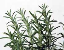 Gewürzsalbei well branching spicy sage with small, green foliage 1x Preisgruppe 2 Price group 2 Salvia officinalis Bicolor