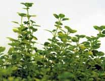 Compactus Kurz wachsender, gut verzweigender Thymian, gutes Aroma compact growing, good branching Thymus, aromatic Preisgruppe