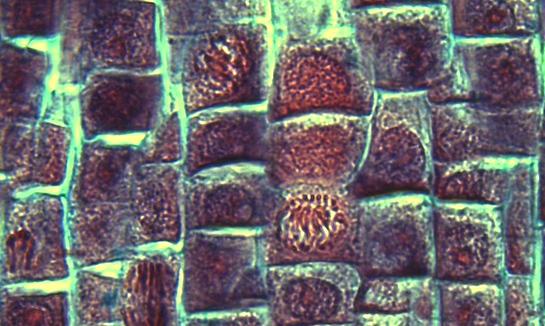 1. Wurzelmeristem eines Zwiebelkeimlings Meristematische Zellen: 400x Relativ kleinund würfelartig