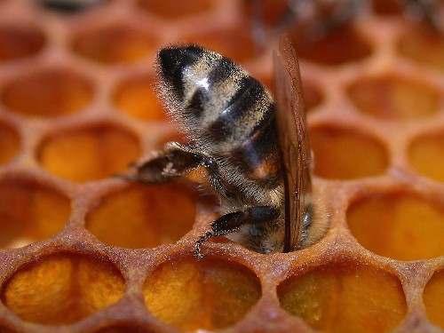 Rückstände in Bienenprodukten Honigblase und Wabe sind
