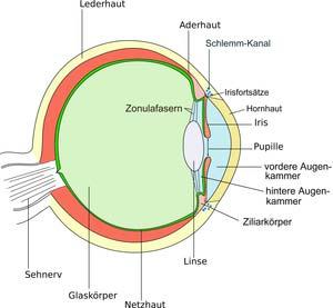 Elektrophysiologie Physik der Sinne (Auge, Ohr,