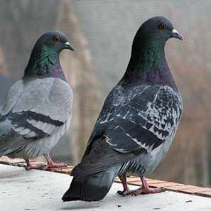 Zwei Tauben sitzen am Dach. Fliegt ein Düsenjet vorbei. Sagt die eine Taube zur anderen: Wow, ist der schnell!