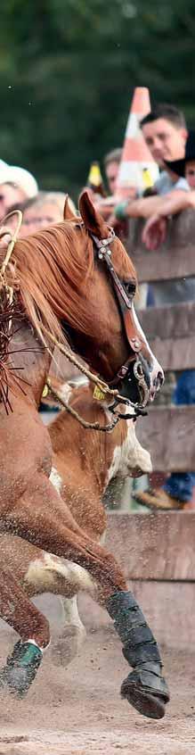 Versatility Ranch Horse - vielseitige Talente gefragt Die ganze Vielseitigkeit des Westernpferdes ist in der Versatility gefragt.