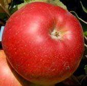 Vermarktungsnorm für Äpfel Mindesteigenschaften