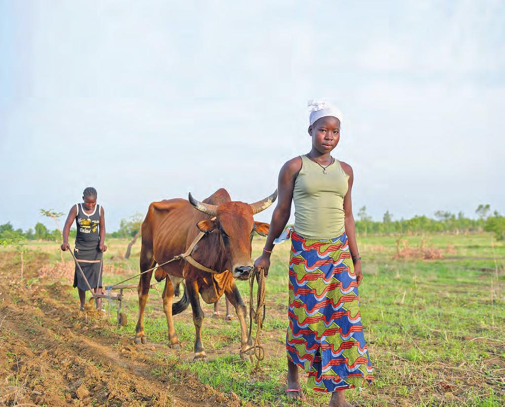 BERICHT Gesunde Rinder sind für die Arbeit der Kleinbauern von großer Bedeutung zur Bewirtschaftung ihrer Felder. Misereor-Sonntag 2.