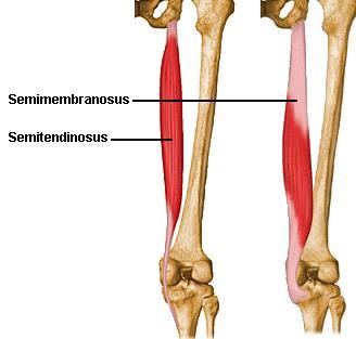 Semimembranosus/Semitendinosus S.