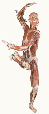Skelettmuskulatur produzieren Bewegung erzeugen Wärme Schutzfunktion halten den Körper aufrecht